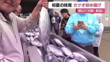 福島県沖で獲れたカツオ40トン　いわき市・小名浜港に初水揚げ　「ちょうどいいサイズ」