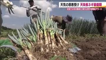 アツイ一日　子供たちは水遊び、薬味にピッタリ天栄長ネギは順調に生育、旬の桃もとめて遠路遥々【福島発】