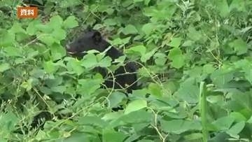ニワトリ7羽が犠牲か　鶏小屋でクマによるものとみられる被害＜福島県喜多方市＞