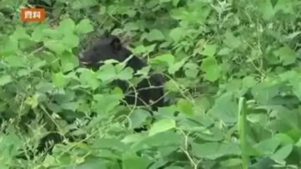 ニワトリ7羽が犠牲か　鶏小屋でクマによるものとみられる被害＜福島県喜多方市＞