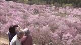 「福島の桜前線もいよいよ終着地へ　北塩原村・桜峠が見ごろに　約3000本のオオヤマザクラの絨毯」の画像1