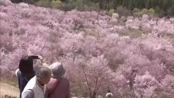 福島の桜前線もいよいよ終着地へ　北塩原村・桜峠が見ごろに　約3000本のオオヤマザクラの絨毯