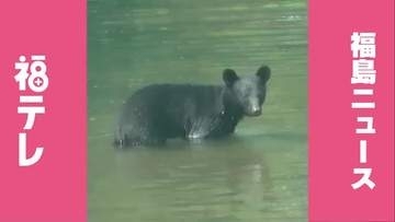 【熊出没】8月9日（日）福島県のクマ目撃情報　郡山市／福島市／いわき市平薄磯にクマと思われる動物