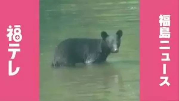【熊出没】8月9日（日）福島県のクマ目撃情報　郡山市／福島市／いわき市平薄磯にクマと思われる動物