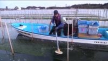 アオサ漁が最盛期を迎える　相馬市・松川浦　今シーズンは色づきよく収穫量は多くなる見込み