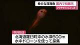 「希少な深海魚【マグマクサウオ】　アクアマリンふくしまで国内初展示 　「目がクリクリしてかわいい」」の画像1