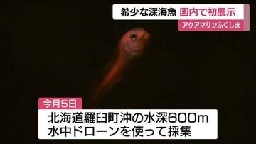 希少な深海魚【マグマクサウオ】　アクアマリンふくしまで国内初展示 　「目がクリクリしてかわいい」