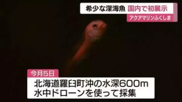 希少な深海魚【マグマクサウオ】　アクアマリンふくしまで国内初展示 　「目がクリクリしてかわいい」