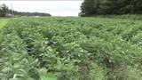 「チャレンジファームを設置　JA福島が麦と大豆の生産拡大に向けて実証事業」の画像1