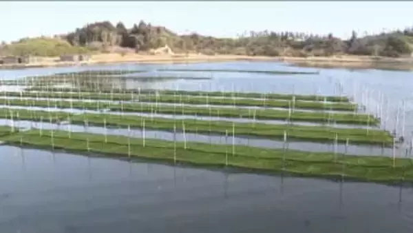 今季は生育も風味も上々！相馬市・松川浦の特産「アオサ」　収穫の最盛期を迎える　地域の自慢をこれからも