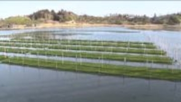 今季は生育も風味も上々！相馬市・松川浦の特産「アオサ」　収穫の最盛期を迎える　地域の自慢をこれからも