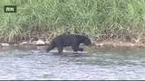 「磐越道で乗用車とクマ衝突　クマは立ち去る＜福島県会津若松市＞」の画像1