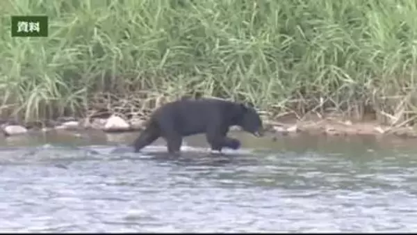 磐越道で乗用車とクマ衝突　クマは立ち去る＜福島県会津若松市＞