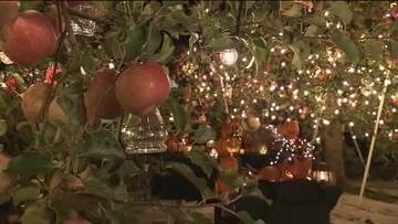 夢のような特別な3日間「夜の果樹園」　約2万球のあかりがリンゴ畑を包み込む　福島市・まるせい果樹園
