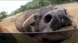 「近くで見る動物たちにおどろき！ 夏の東北サファリパークへ 迫力の餌やりやひんやり体験も 福島」の画像1