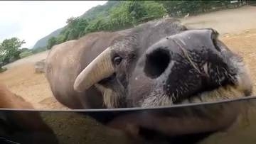 近くで見る動物たちにおどろき！ 夏の東北サファリパークへ 迫力の餌やりやひんやり体験も 福島