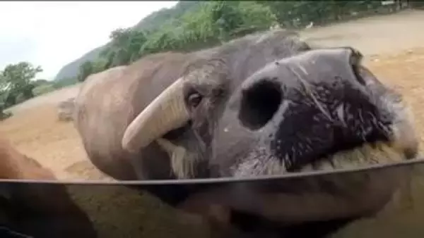 近くで見る動物たちにおどろき！ 夏の東北サファリパークへ 迫力の餌やりやひんやり体験も 福島