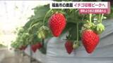 「イチゴの収穫始まる　福島県オリジナル品種「ゆうやけベリー」　例年より2週間遅れも赤く甘く　福島」の画像1