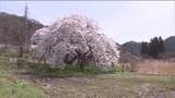 「会津の田園風景に力強く咲き誇る　「石部桜」が満開に　樹齢650年のエドヒガン　福島・会津若松市」の画像1
