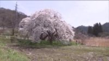 会津の田園風景に力強く咲き誇る　「石部桜」が満開に　樹齢650年のエドヒガン　福島・会津若松市