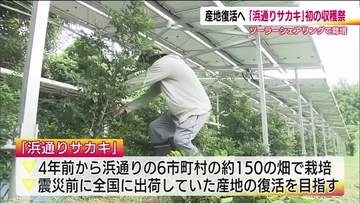 「浜通りサカキ」産地復活を目指して　太陽光発電と農業を両立させる方法で栽培　初の収穫祭