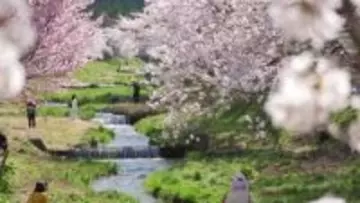 《ふくしま桜紀行2026》猪苗代町・観音寺川の桜並木　約1キロの桜回廊　小川のせせらぎとともに