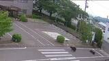 「防犯カメラには人を襲う姿も　クマに襲われ4人がケガ　福島駅から約3キロ　夜間の緊急銃猟も検討」の画像1