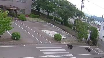 防犯カメラには人を襲う姿も　クマに襲われ4人がケガ　福島駅から約3キロ　夜間の緊急銃猟も検討