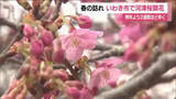 「常磐共同火力勿来発電所の河津桜　２～３分咲に　例年より2週間早く24日に開花宣言　福島・いわき市」の画像1