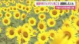 「福島・猪苗代町で8万本のヒマワリが咲き誇る　ヒマワリ迷路を楽しむ人も　天気の急変に注意」の画像1