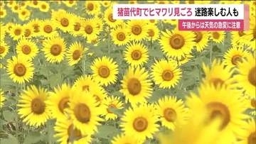 福島・猪苗代町で8万本のヒマワリが咲き誇る　ヒマワリ迷路を楽しむ人も　天気の急変に注意