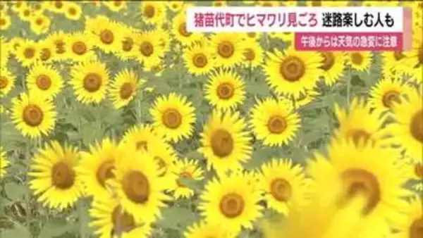 福島・猪苗代町で8万本のヒマワリが咲き誇る　ヒマワリ迷路を楽しむ人も　天気の急変に注意