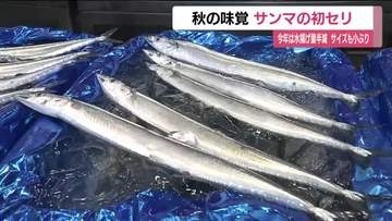 福島市の市場でサンマの初セリ　北海道根室市で水揚げされた26キロが初入荷　9月中旬には最盛期に