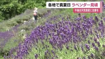 福島・田村市でラベンダーが見ごろ　約2万株の景色が7月中旬まで楽しめる　あぶくま洞