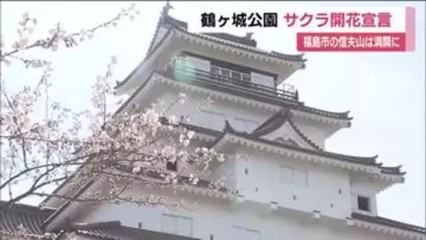 「会津若松市・鶴ヶ城公園の桜が開花　去年より10日早く　福島市・信夫山公園では満開の便り」の画像