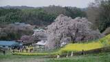 「《ふくしま桜紀行2026》三春滝桜　樹齢1000年以上…圧巻の佇まいは今年も　国の天然記念物」の画像1
