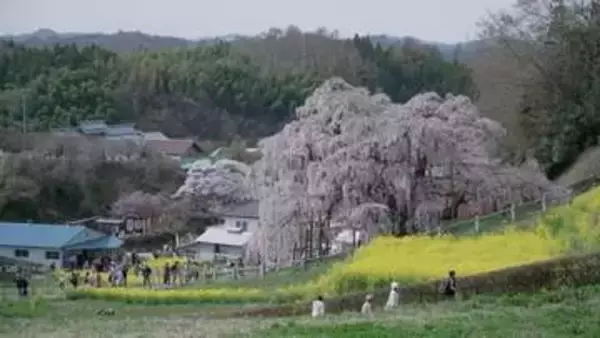 《ふくしま桜紀行2026》三春滝桜　樹齢1000年以上…圧巻の佇まいは今年も　国の天然記念物
