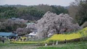 《ふくしま桜紀行2026》三春滝桜　樹齢1000年以上…圧巻の佇まいは今年も　国の天然記念物