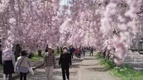 《ふくしま桜紀行2026》喜多方市・日中線しだれ桜　サクラのトンネルとSLと