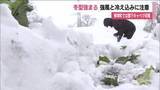 「福島県は冬型の気圧配置強まる　強風と冷え込みに注意　柳津町では雪下キャベツの収穫迎える」の画像1
