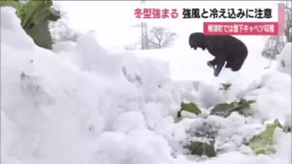 福島県は冬型の気圧配置強まる　強風と冷え込みに注意　柳津町では雪下キャベツの収穫迎える