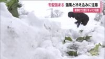 福島県は冬型の気圧配置強まる　強風と冷え込みに注意　柳津町では雪下キャベツの収穫迎える