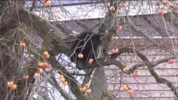 野生動物による農作物への被害　2024年度は1億5千万円超　前年より800万円余り増加＜福島県＞