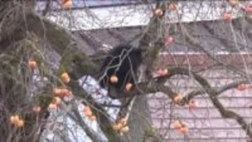 野生動物による農作物への被害　2024年度は1億5千万円超　前年より800万円余り増加＜福島県＞