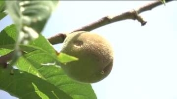 ひょう被害「モモ作りできるかどうか心配」　収穫を待つモモの実に異変　県北地方で被害深刻　福島