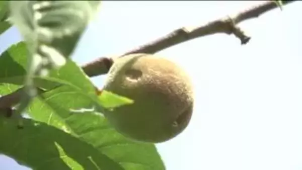 ひょう被害「モモ作りできるかどうか心配」　収穫を待つモモの実に異変　県北地方で被害深刻　福島