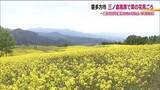 「2年ぶりの黄色いじゅうたん　三ノ倉高原で菜の花が見ごろに　去年は大雪の影響で満開にならず　喜多方市」の画像1