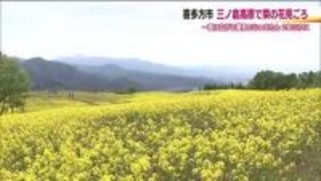 2年ぶりの黄色いじゅうたん　三ノ倉高原で菜の花が見ごろに　去年は大雪の影響で満開にならず　喜多方市