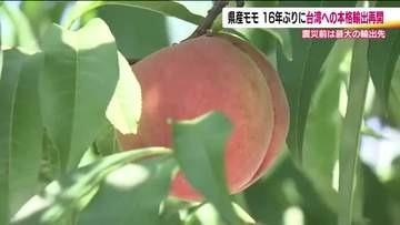 福島県産の桃　台湾への本格輸出を再開へ　東日本大震災・原発事故後16年ぶり