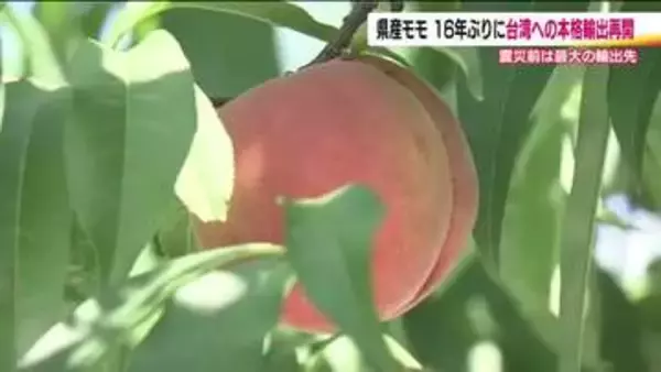 福島県産の桃　台湾への本格輸出を再開へ　東日本大震災・原発事故後16年ぶり